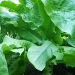 Celtuce